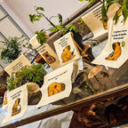 Kit 10 Panos De Prato Rustico Estampado 72x45cm 100% Algodã